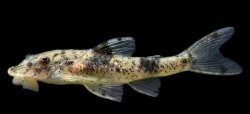 Rhinotocinclus sp. `RIO CAQUETA` - Click for species page