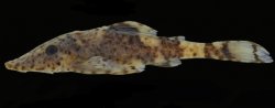 Rhinotocinclus variola - Click for species page