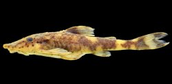 Rhinotocinclus yaka - Click for species page