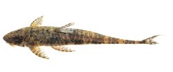 Rineloricaria cachivera - Click for species page