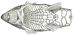 Rineloricaria thrissoceps