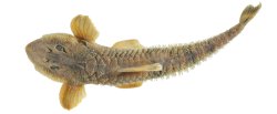 Rineloricaria zawadzkii