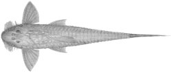 Spatuloricaria phelpsi - Click for species page