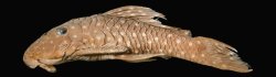 Spectracanthicus tocantinensis - Click for species page