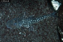 Stellantia siderea