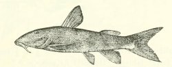Chiloglanis neumanni - Click for species page