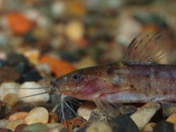 Microsynodontis polli