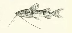 Mochokus brevis - Click for species page