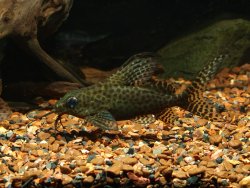 Synodontis ansorgii