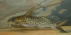 Synodontis filamentosus