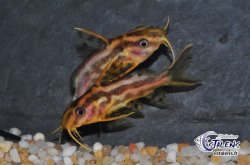 Synodontis flavitaeniatus