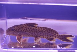 Synodontis ilebrevis - Click for species page