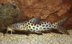 Synodontis longirostris - Click for species page