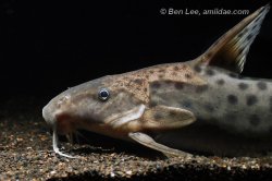 Synodontis longirostris