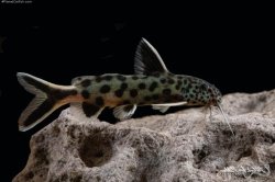 Synodontis lucipinnis