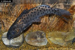 Synodontis njassae - Click for species page