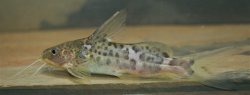 Synodontis orientalis