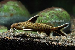 Synodontis petricola - Click for species page