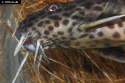 Synodontis petricola