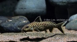Synodontis polli - Click for species page