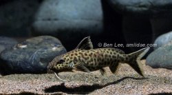 Synodontis polli