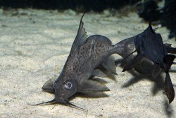 Synodontis resupinatus