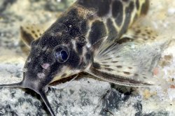 Synodontis soloni