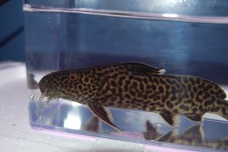 Synodontis sp. `CROCODILE ISLAND`