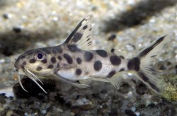 Synodontis sp. hybrid(4)