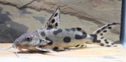 Synodontis sp. hybrid(5)