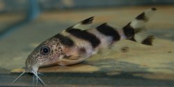 Synodontis sp. hybrid(5) - Click for species page