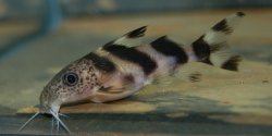 Synodontis sp. hybrid(5)