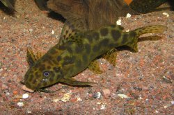 Synodontis waterloti