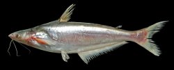 Helicophagus leptorhynchus - Click for species page