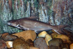 Pangasius conchophilus - Click for species page