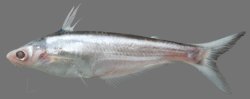 Pangasius macronema