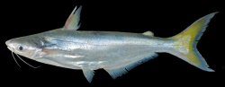 Pangasius mekongensis - Click for species page