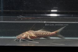 Aguarunichthys cf. tocantinsensis