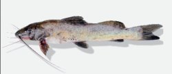 Bagropsis reinhardti - Click for species page