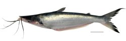 Hypophthalmus marginatus - Click for species page