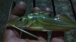 Iheringichthys labrosus