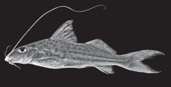 Iheringichthys syi