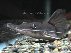 Platystomatichthys sturio