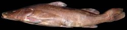 Steindachneridion melanodermatum - Click for species page