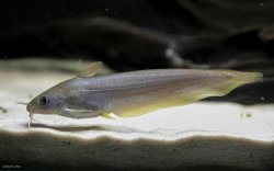 Neosilurus hyrtlii