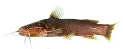 Microglanis berbixae - Click for species page