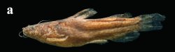 Microglanis garavelloi