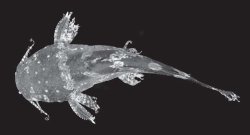 Microglanis malabarbai
