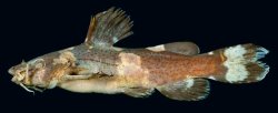 Microglanis nigripinnis - Click for species page