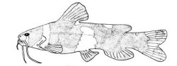 Microglanis nigripinnis